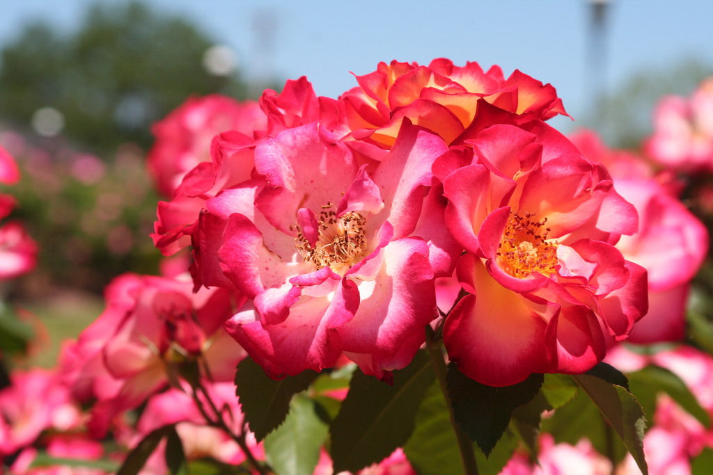 Betty Boop Rose Seedlings Flower Seeds Perennial Growing Bonsai Corms Tubers Potted Planting Reblooming Fragrant Garden Roots Rhizomes Species Blooms Plant Bulbs Gardening Tree