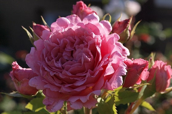 Bienvenue Rose Seedlings Flower Seeds Perennial Growing Bonsai Corms Tubers Potted Planting Reblooming Fragrant Garden Roots Rhizomes Species Blooms Plant Bulbs Gardening Tree