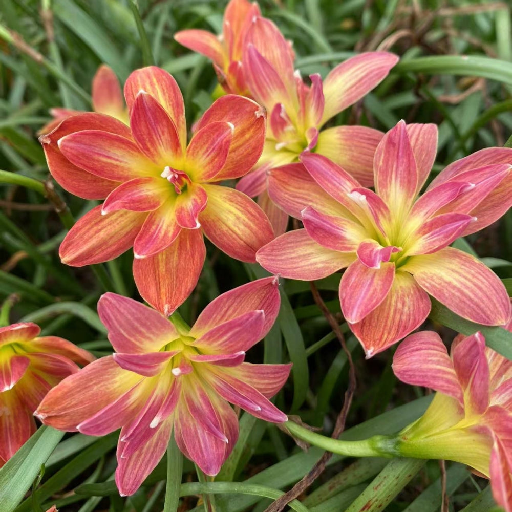 Rain Lily Bulbs/Cut Flower/Perennial/Rain Lily Bulbs For Planting/Long Flowering Time Healthy/Rain lily live plant