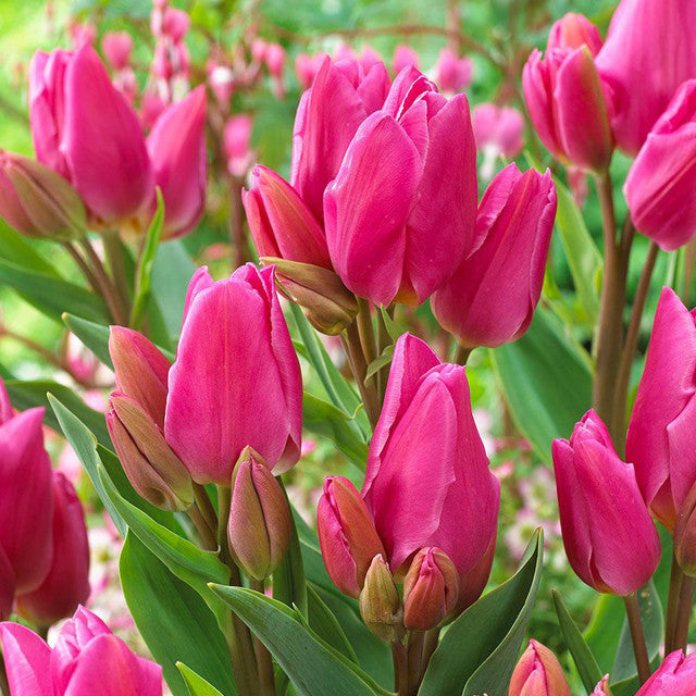 Tulip Bulbs Multiflowered Collection Blooms Species Growing Bonsai Roots Rhizomes Corms Tubers Potted Planting Reblooming Fragrant Garden Flower Seeds Plant