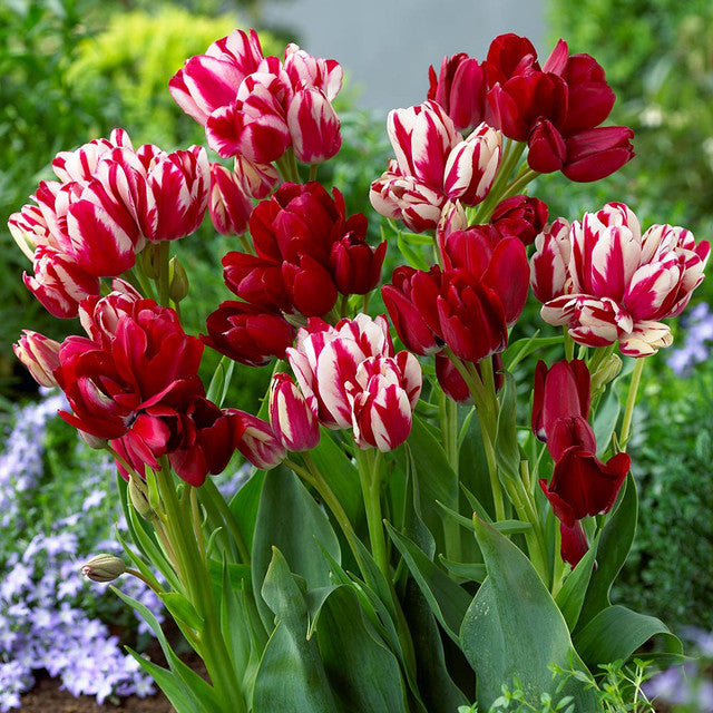 Tulip Bulbs Multiflowered Collection Blooms Species Growing Bonsai Roots Rhizomes Corms Tubers Potted Planting Reblooming Fragrant Garden Flower Seeds Plant