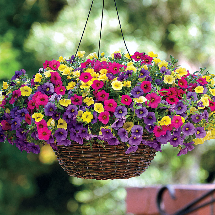 Paradise Island Calibrachoa Fuseables® Seeds (P) Pkt of 5 seeds