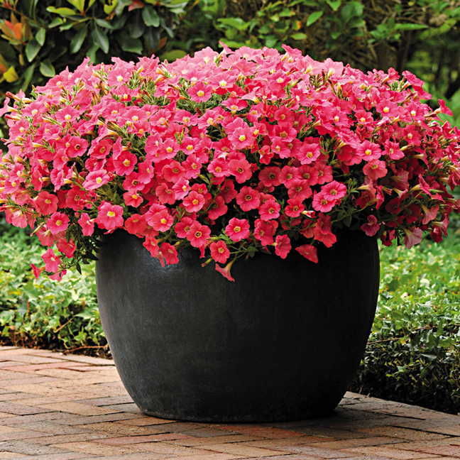 Shock Wave® Coral Crush Petunia Seeds