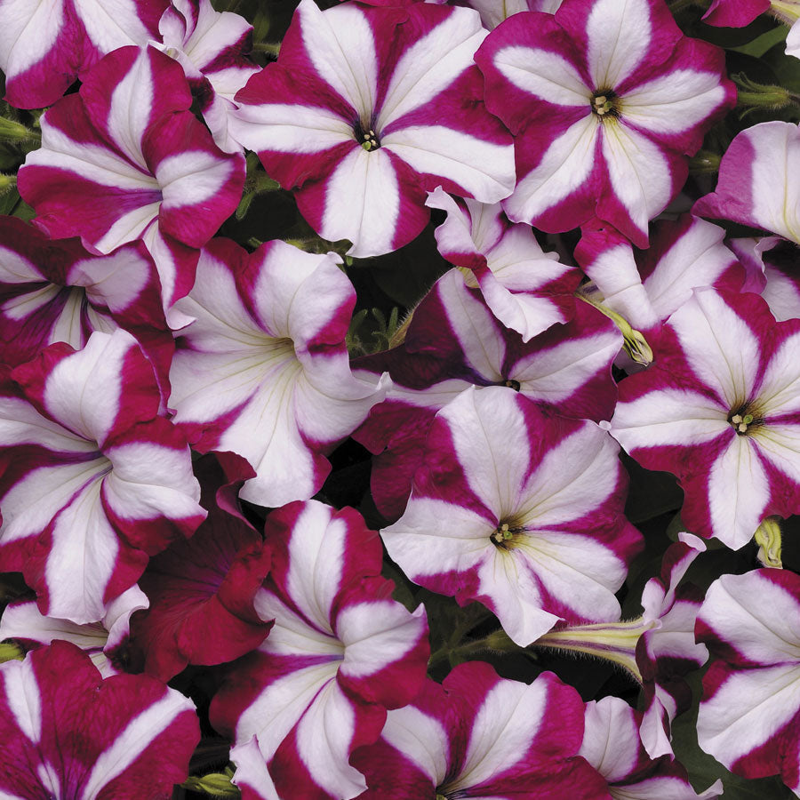 Easy Wave® Burgundy Star Petunia Seeds