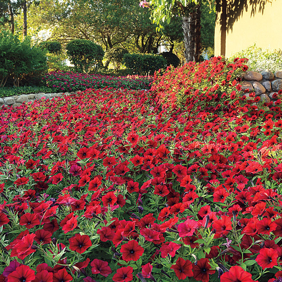 Tidal Wave® Red Velour Petunia Seeds