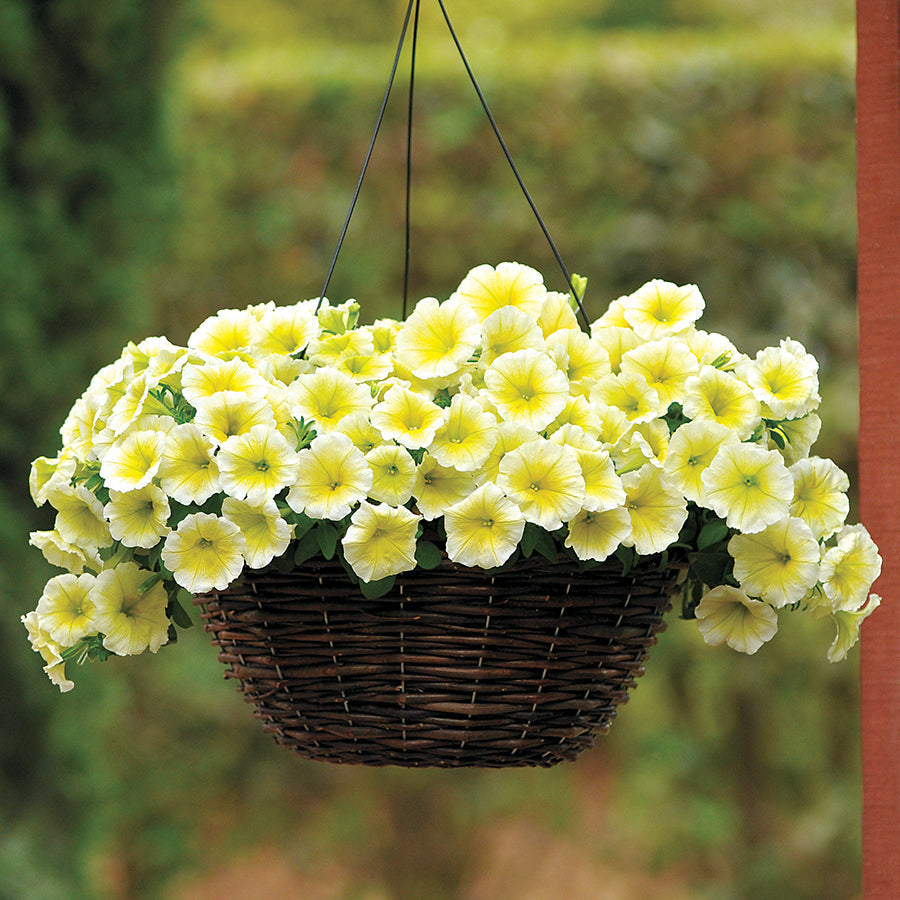 Easy Wave® Yellow Petunia Seeds