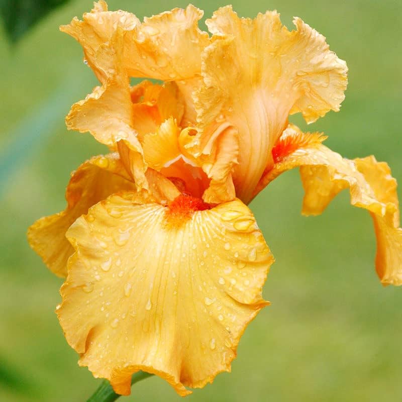 Lotus Land Bearded Iris Flower Bulb - Attracts Butterflies and Hummingbirds - Deer Resistant - Good as Cut Flowers - Naturalizing - Perennializing