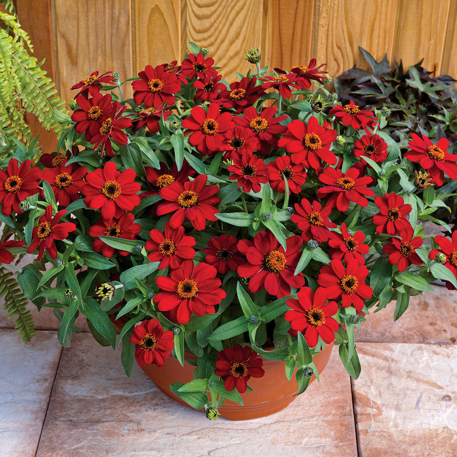 Profusion Red Zinnia Seeds