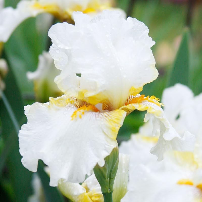 Lotus Land Bearded Iris Flower Bulb - Attracts Butterflies and Hummingbirds - Deer Resistant - Good as Cut Flowers - Naturalizing - Perennializing