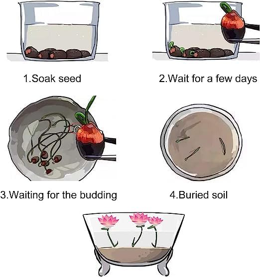 10PCS Bonsai Lotus Seeds for Planting - Mixed Colors Water Lily Flower Seeds