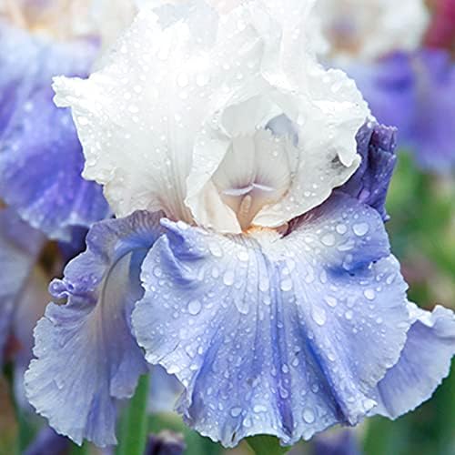 Lotus Land Bearded Iris Flower Bulb - Attracts Butterflies and Hummingbirds - Deer Resistant - Good as Cut Flowers - Naturalizing - Perennializing