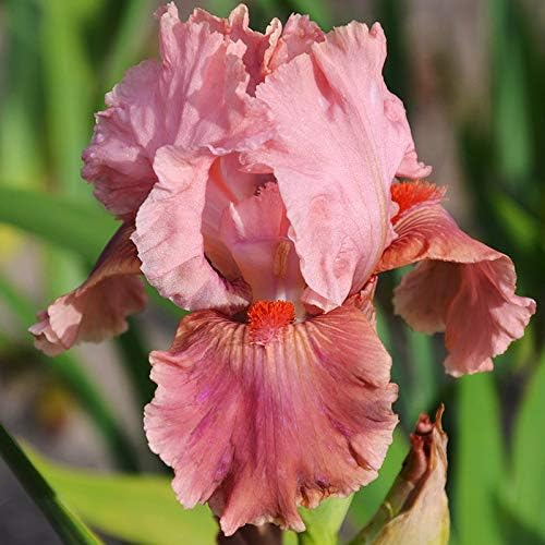 Lotus Land Bearded Iris Flower Bulb - Attracts Butterflies and Hummingbirds - Deer Resistant - Good as Cut Flowers - Naturalizing - Perennializing