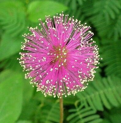 Flowers Sensitive Plant Pink (Mimosa) - 25 Seeds