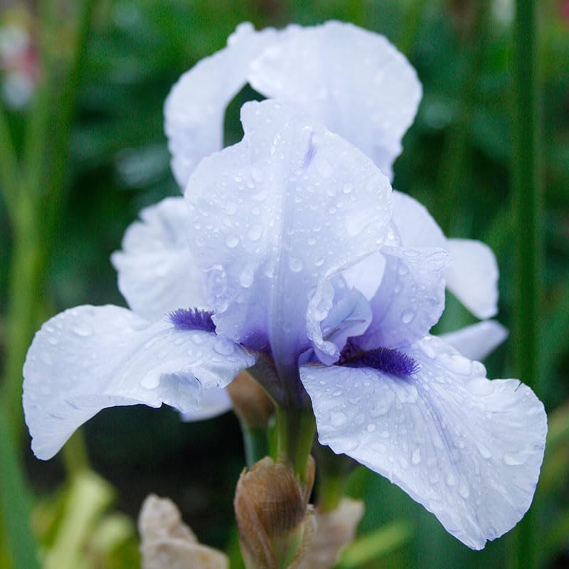 Lotus Land Bearded Iris Flower Bulb - Attracts Butterflies and Hummingbirds - Deer Resistant - Good as Cut Flowers - Naturalizing - Perennializing