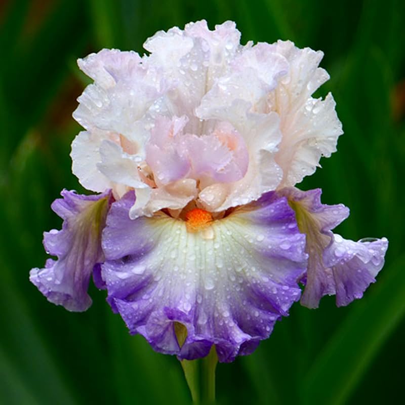 Lotus Land Bearded Iris Flower Bulb - Attracts Butterflies and Hummingbirds - Deer Resistant - Good as Cut Flowers - Naturalizing - Perennializing