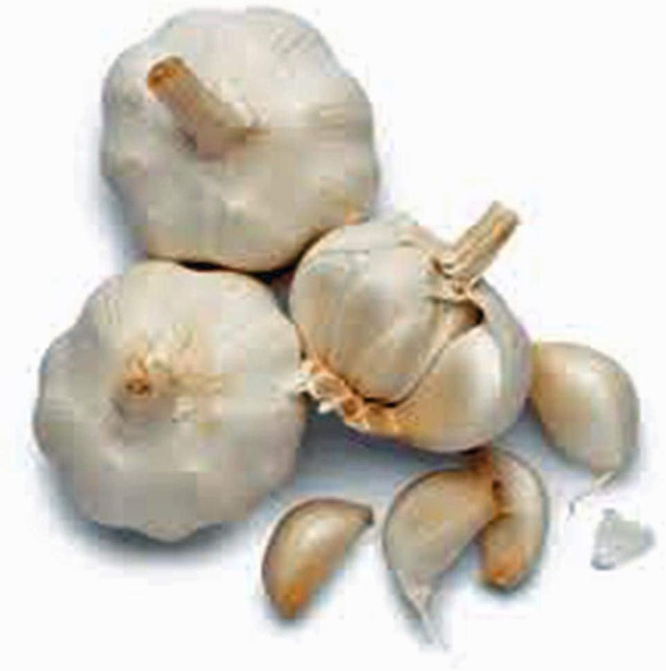 GARLIC BULB (5 Pack), FRESH CALIFORNIA SOFTNECK GARLIC BULB FOR PLANTING AND GROWING YOUR OWN GARLIC OR GREAT FOR EATING AND COOKING