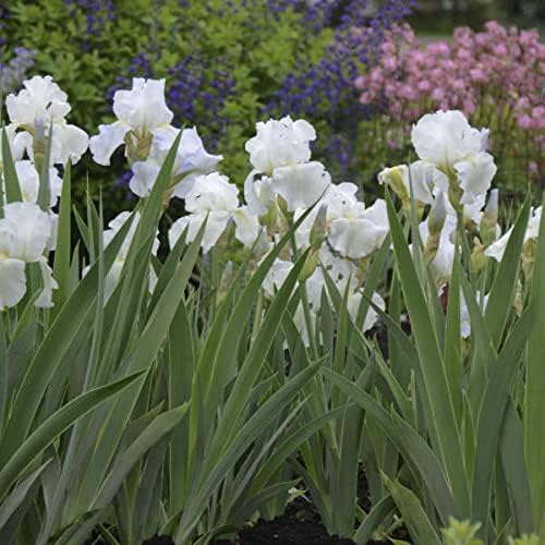 Lotus Land Bearded Iris Flower Bulb - Attracts Butterflies and Hummingbirds - Deer Resistant - Good as Cut Flowers - Naturalizing - Perennializing