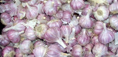 Chesnok Red Garlic, 2 Nice Bulbs. Great for Fall Planting! Non GMO garlic seeds for planting
