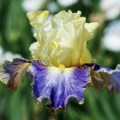 Lotus Land Bearded Iris Flower Bulb - Attracts Butterflies and Hummingbirds - Deer Resistant - Good as Cut Flowers - Naturalizing - Perennializing