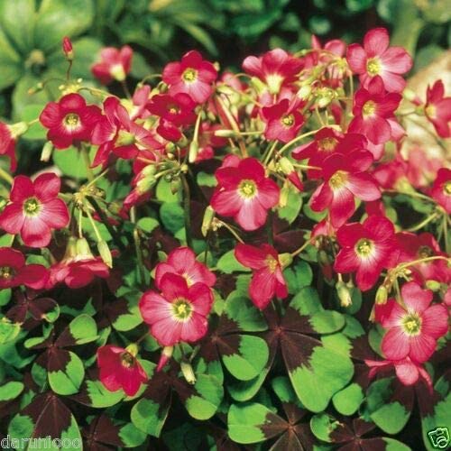 Spring Flower Oxalis Bulbs Wood Sorrel Shamrock Perennial Growing Bonsai Roots Rhizomes Corms Tubers Potted Planting Reblooming Fragrant Garden Species Blooms Flower Seeds Plant Gardening