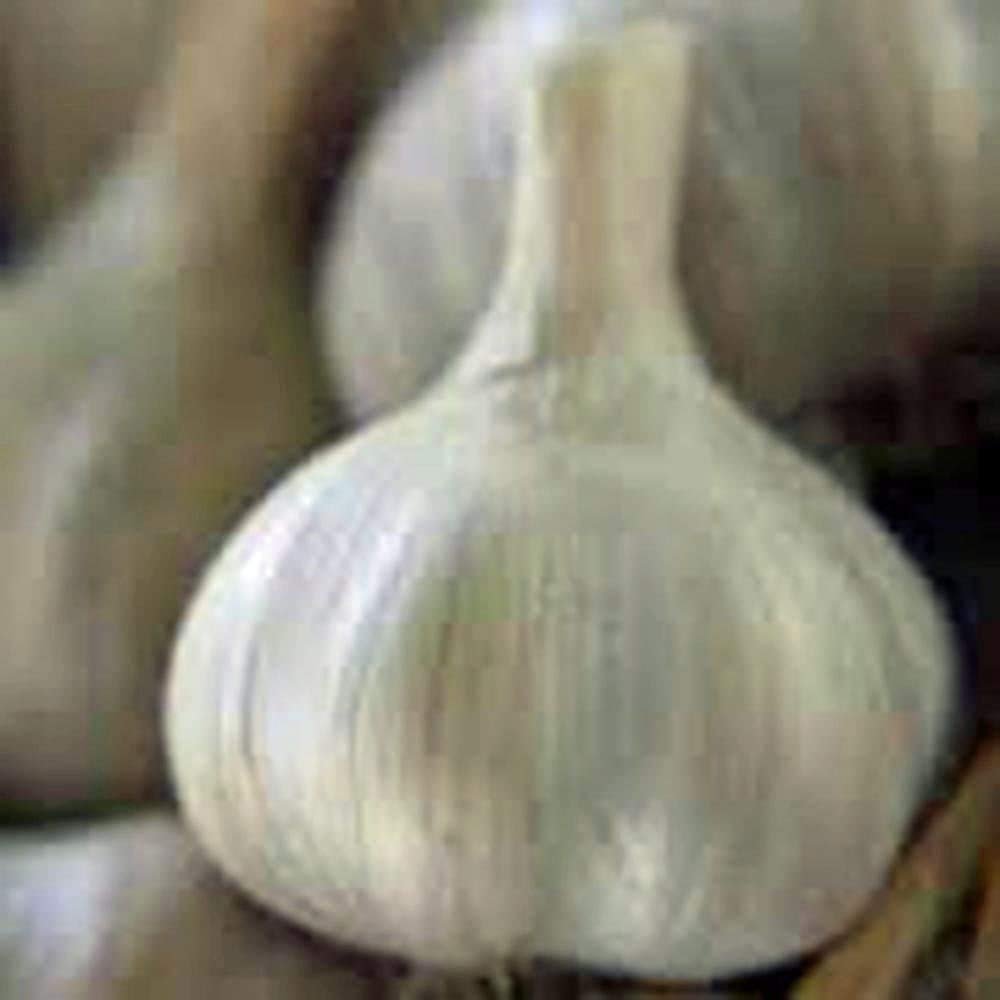 GARLIC BULB (6 Ounces), FRESH CALIFORNIA SOFTNECK GARLIC BULB FOR PLANTING, EATING AND GROWING YOUR OWN GARLIC, COUNTRY CREEK BRAND