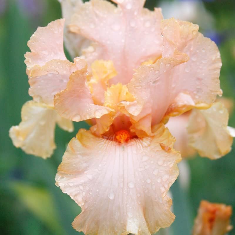 Lotus Land Bearded Iris Flower Bulb - Attracts Butterflies and Hummingbirds - Deer Resistant - Good as Cut Flowers - Naturalizing - Perennializing