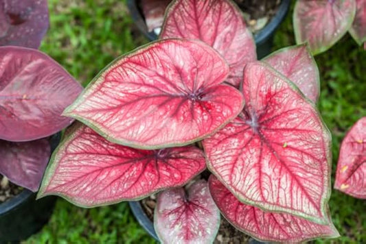 Florida Sweetheart Caladium Bulbs for Planting - Perennial Hosta, Elephant Ears, Fancy (12 Bulbs)