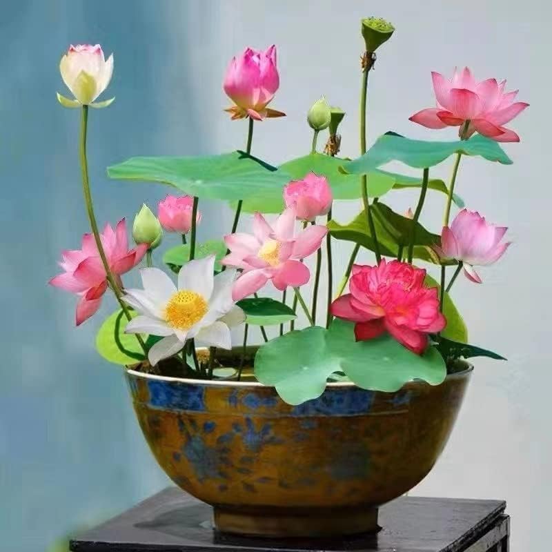 10 Pcs Mixed Color Bonsai Bowl Lotus Seeds