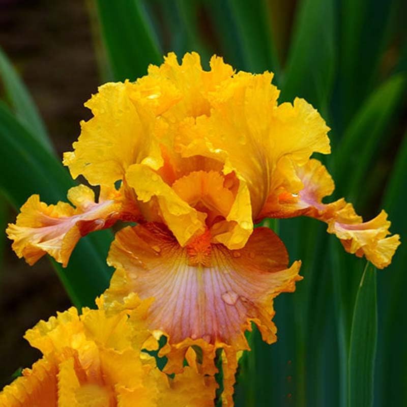 Lotus Land Bearded Iris Flower Bulb - Attracts Butterflies and Hummingbirds - Deer Resistant - Good as Cut Flowers - Naturalizing - Perennializing
