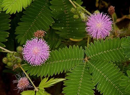 Flowers Sensitive Plant Pink (Mimosa) - 25 Seeds