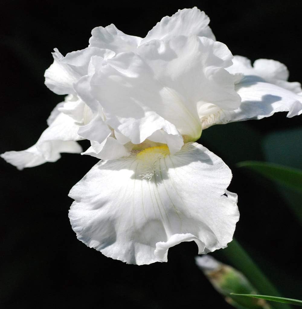 Lotus Land Bearded Iris Flower Bulb - Attracts Butterflies and Hummingbirds - Deer Resistant - Good as Cut Flowers - Naturalizing - Perennializing