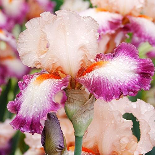 Lotus Land Bearded Iris Flower Bulb - Attracts Butterflies and Hummingbirds - Deer Resistant - Good as Cut Flowers - Naturalizing - Perennializing