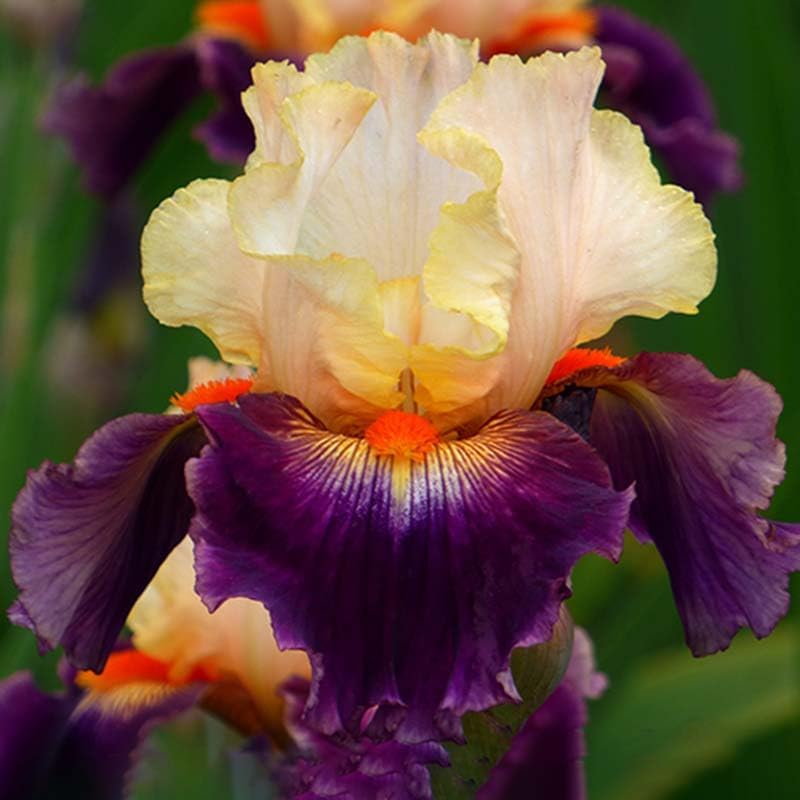 Lotus Land Bearded Iris Flower Bulb - Attracts Butterflies and Hummingbirds - Deer Resistant - Good as Cut Flowers - Naturalizing - Perennializing