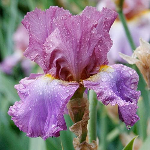 Lotus Land Bearded Iris Flower Bulb - Attracts Butterflies and Hummingbirds - Deer Resistant - Good as Cut Flowers - Naturalizing - Perennializing