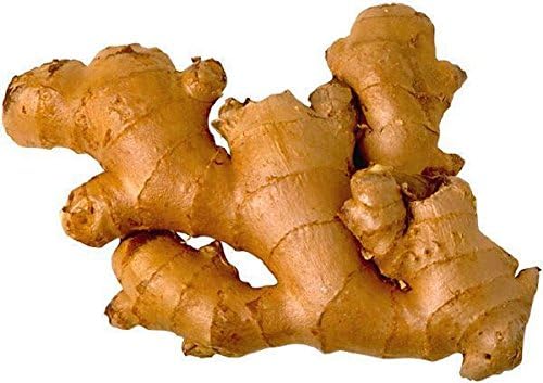 GINGER - -Grow Your own,Grow Indoors or Outdoors(1/2 Pound)