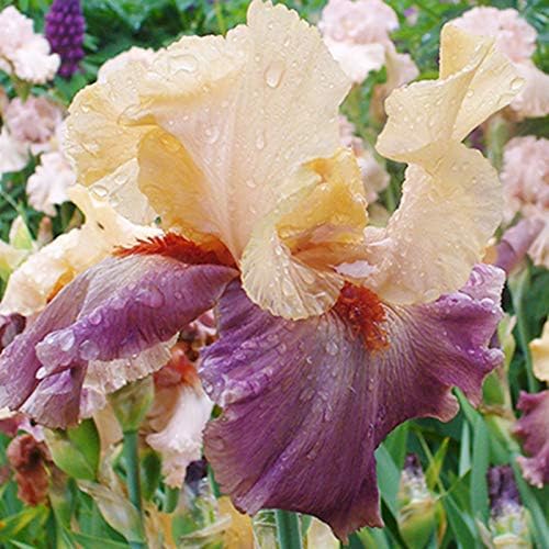 Lotus Land Bearded Iris Flower Bulb - Attracts Butterflies and Hummingbirds - Deer Resistant - Good as Cut Flowers - Naturalizing - Perennializing