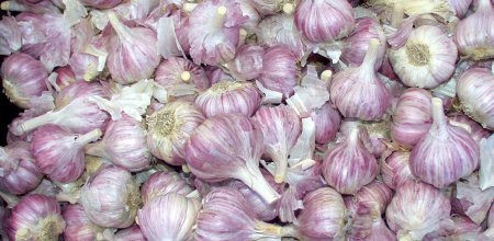 Chesnok Red Garlic, 2 Nice Bulbs. Great for Fall Planting! Non GMO