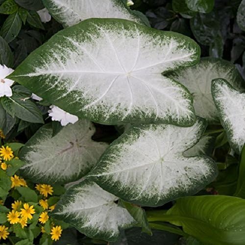 Caladium Aaron (8 Bulbs) Beautiful Ornamental Foliage. Now Shipping !