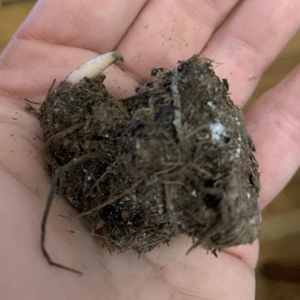 Dwarf Candidum Jr Caladium Bulb - Fancy Leaf Caladium - 1 Caladium Root