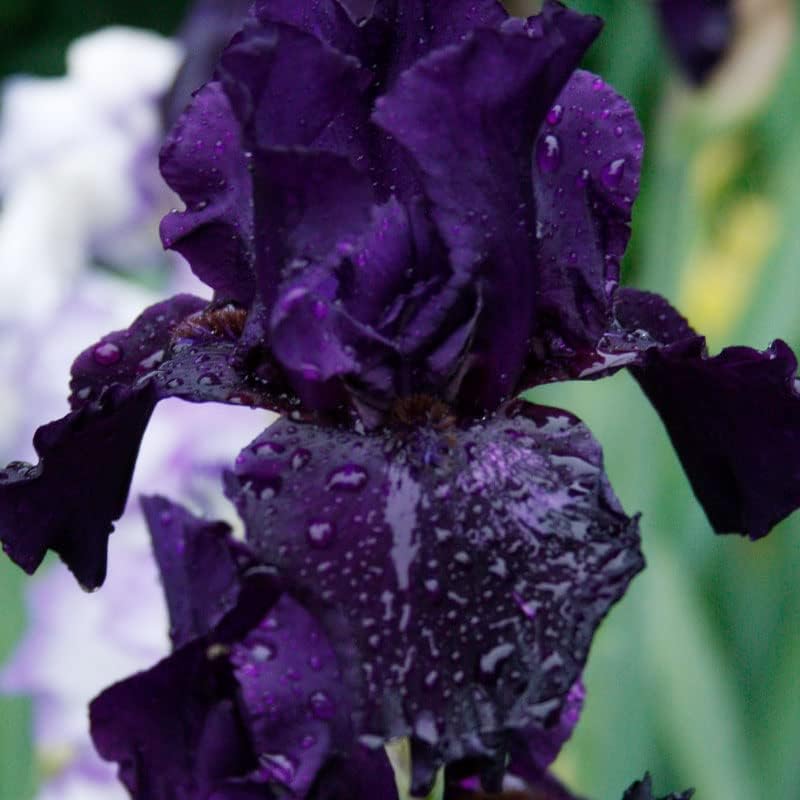 Lotus Land Bearded Iris Flower Bulb - Attracts Butterflies and Hummingbirds - Deer Resistant - Good as Cut Flowers - Naturalizing - Perennializing