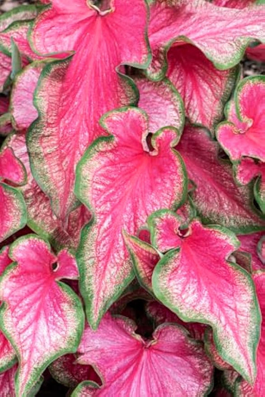 Lava Glow Caladium Bulbs for Planting - Perennial Hosta, Elephant Ears, Fancy (10 Bulbs)
