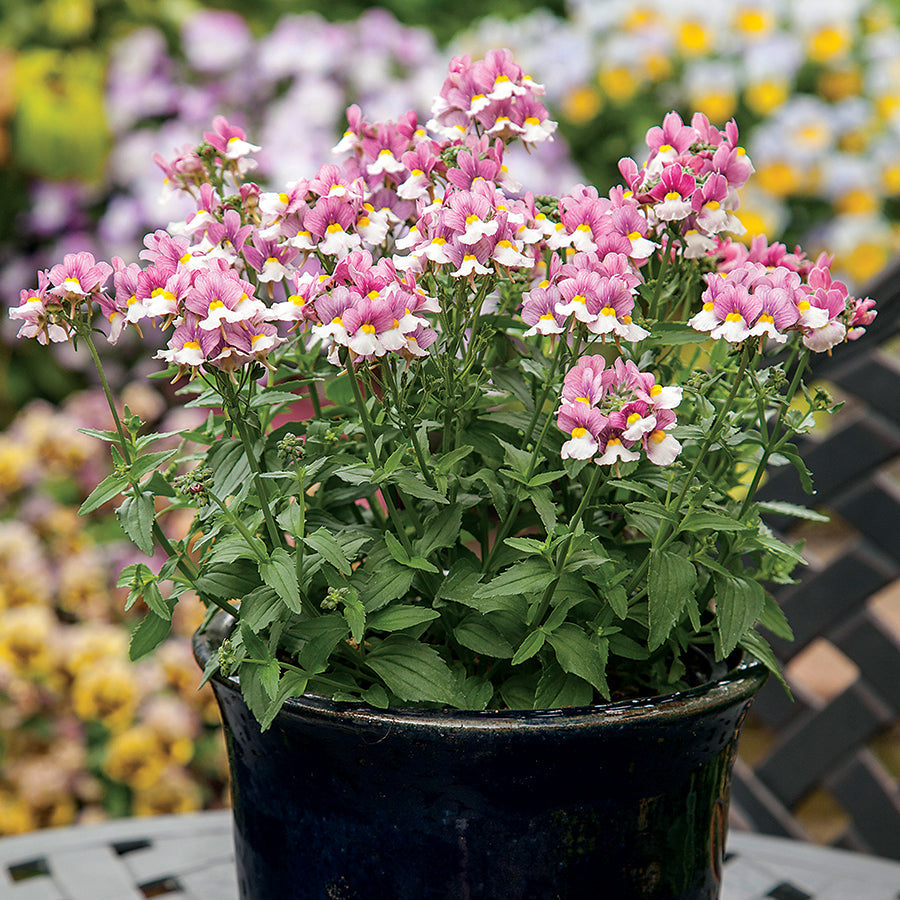 Seventh Heaven Lavender Bicolour Hybrid Nemesia Seeds