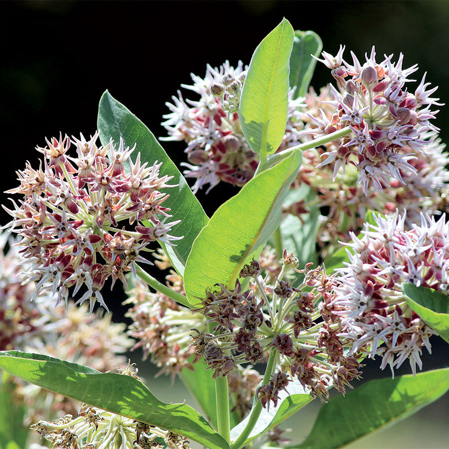 Showy Milkweed Seeds