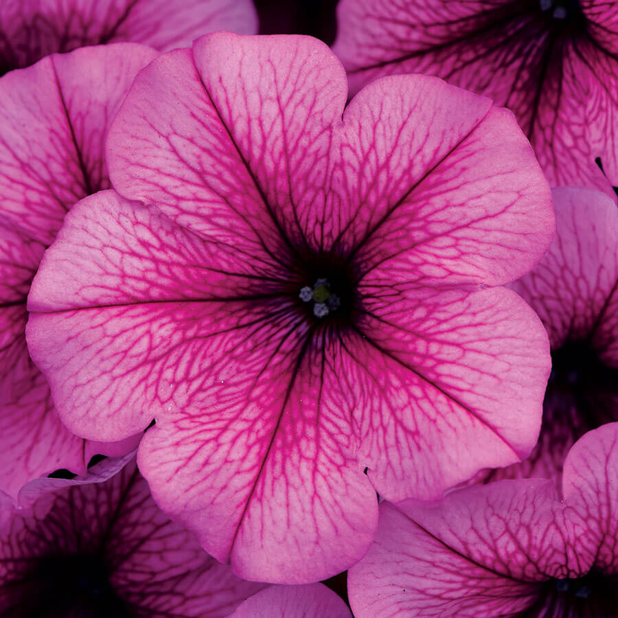 Easy Wave® Rose Fusion Petunia Seeds