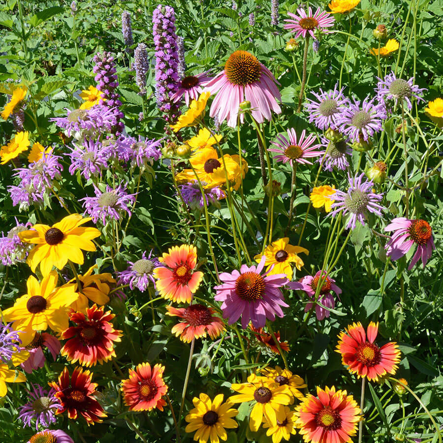 Native Perennial Seed Mixture