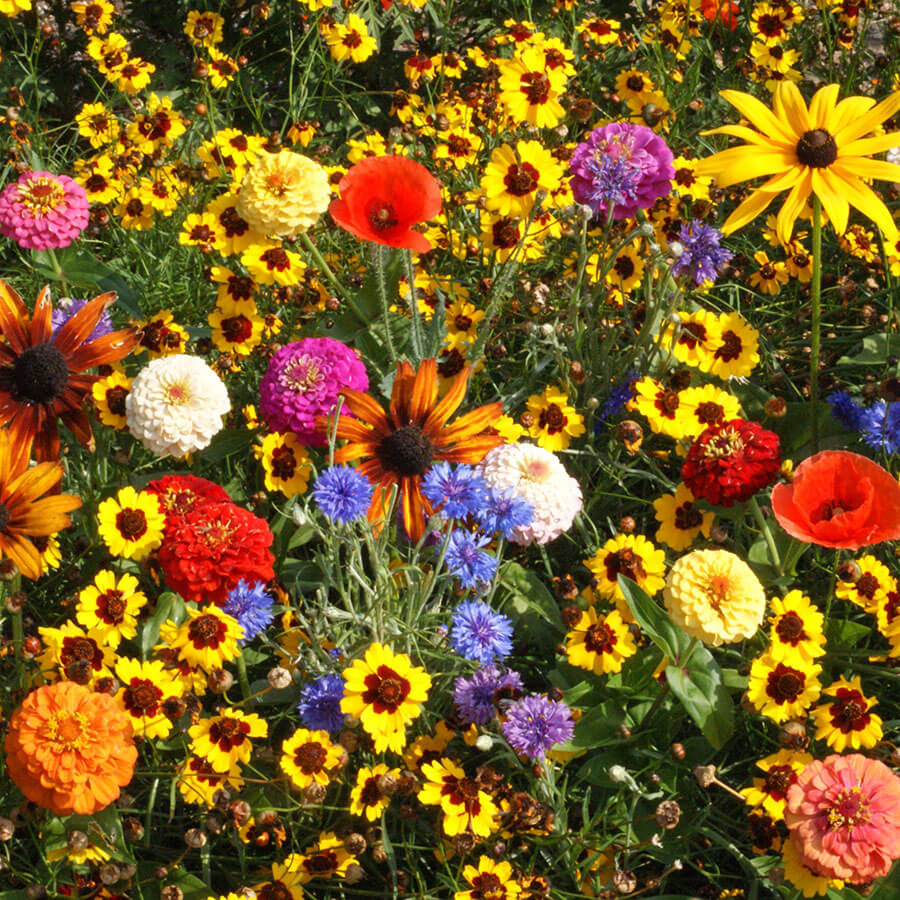 Easy Care Childrens Garden Seed Mixture