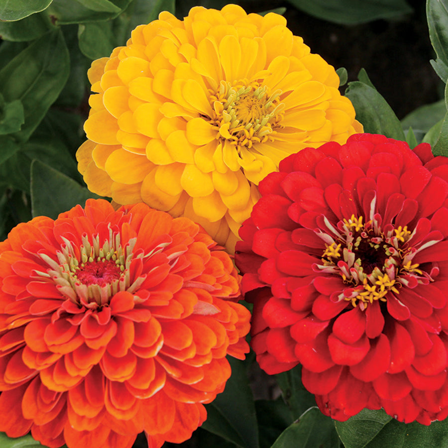 Parks Fiesta Mix Zinnia Seeds