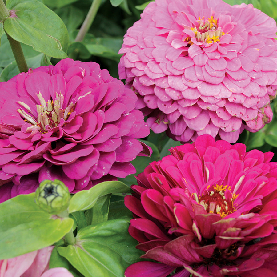 Parks Siesta Mix Zinnia Seeds