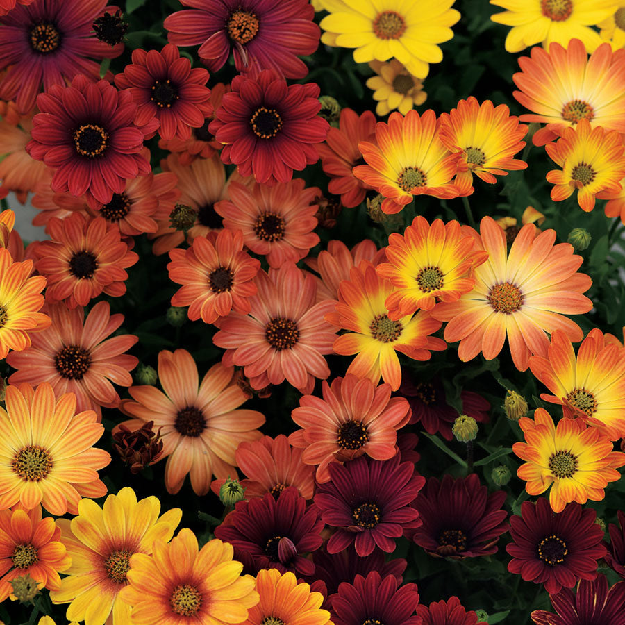 Osteospermum Akila ® Sunset Shades