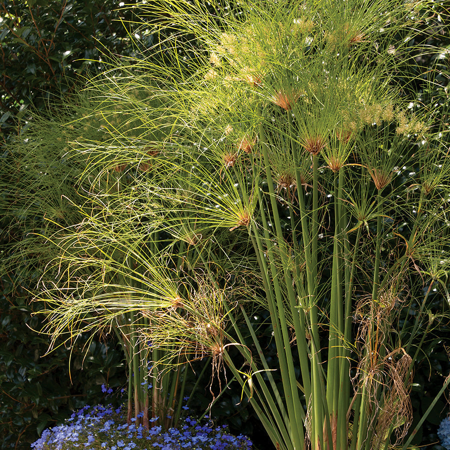 Cyperus papyrus